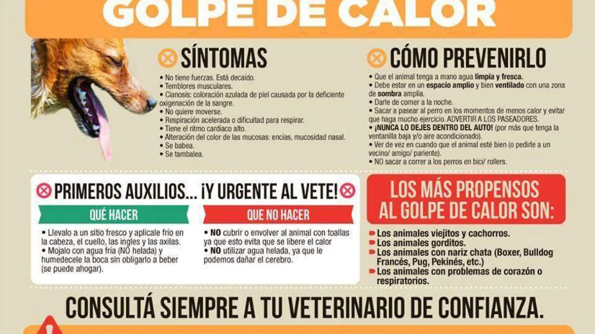 golpe-calor-perro-esquema