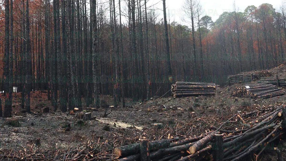 DB-Incendio-forestal