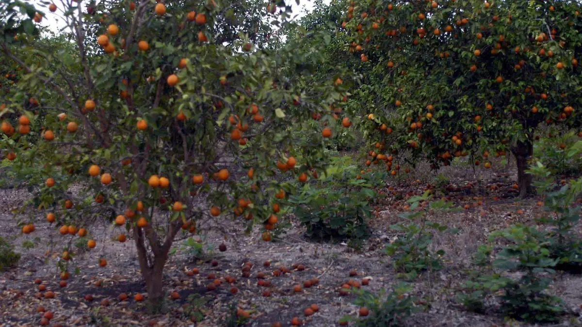 COCO-NARANJA