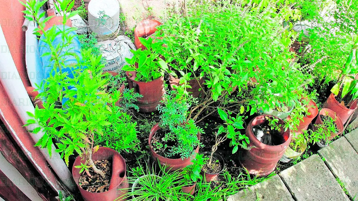 plantas