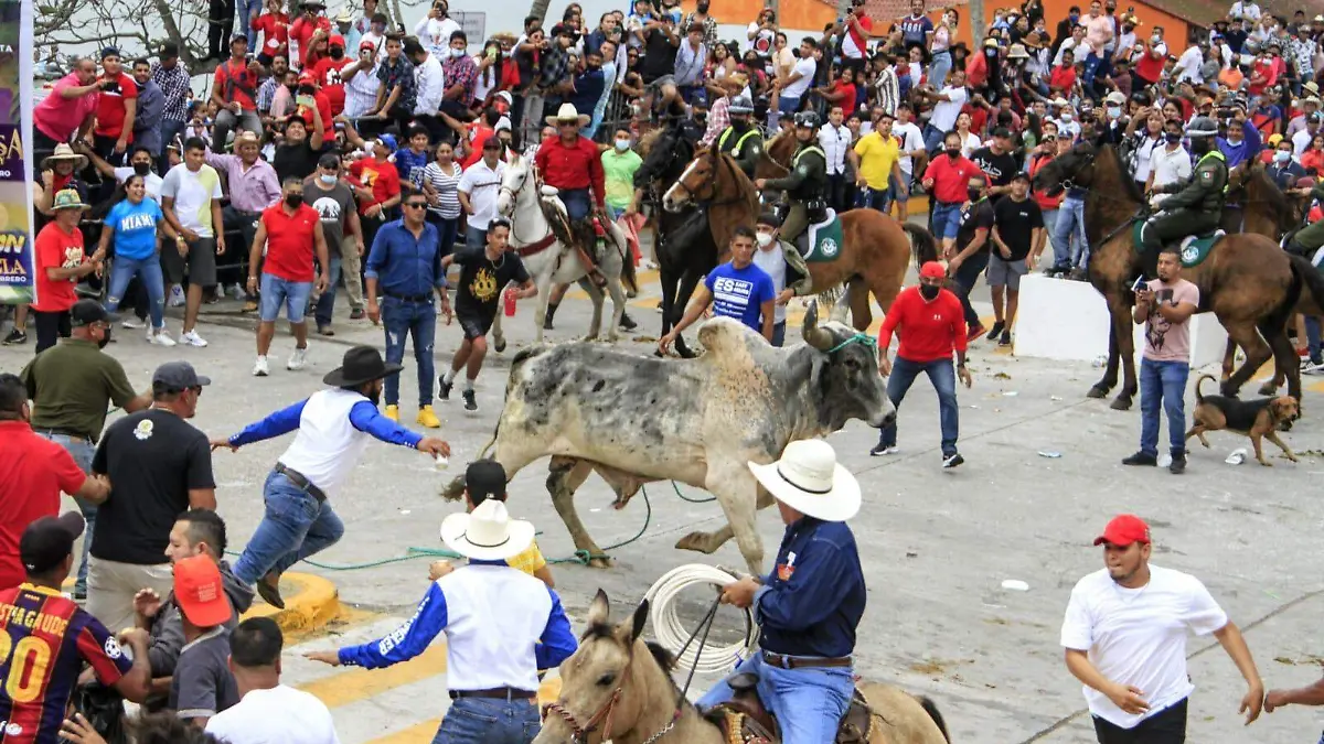 toros3