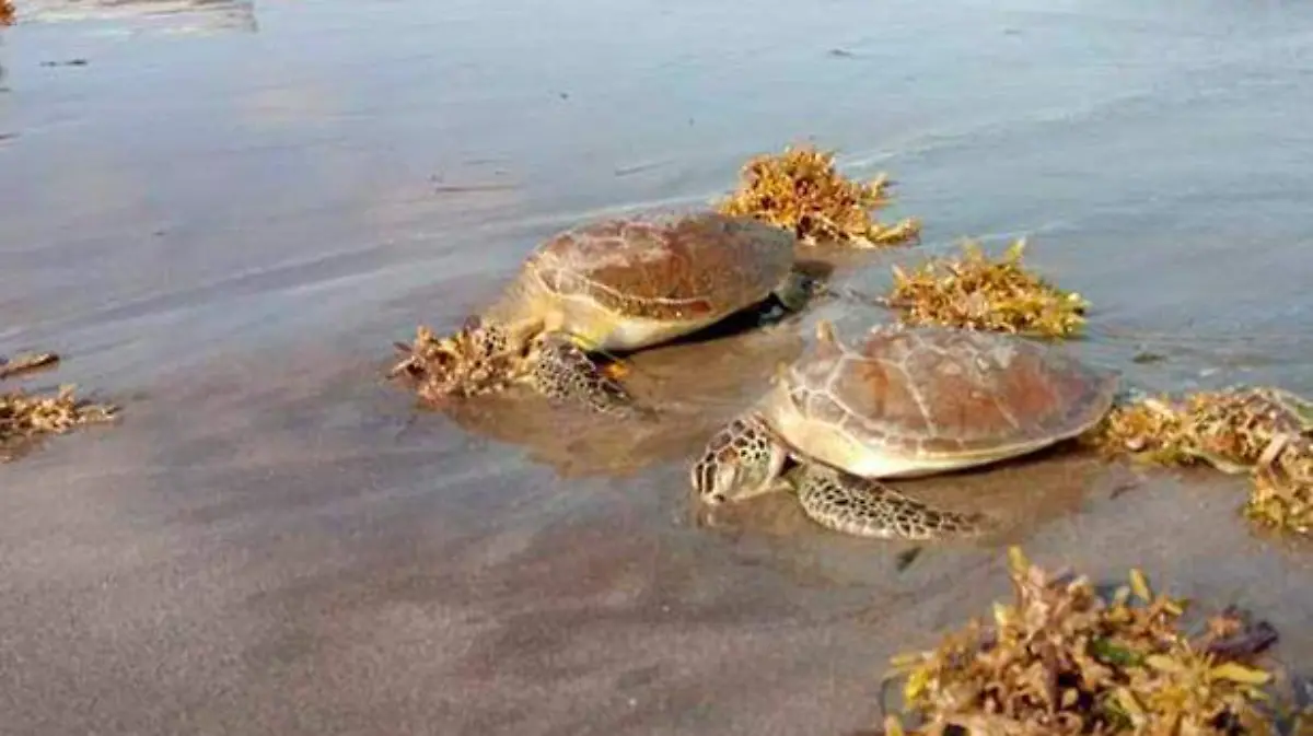 tortugas