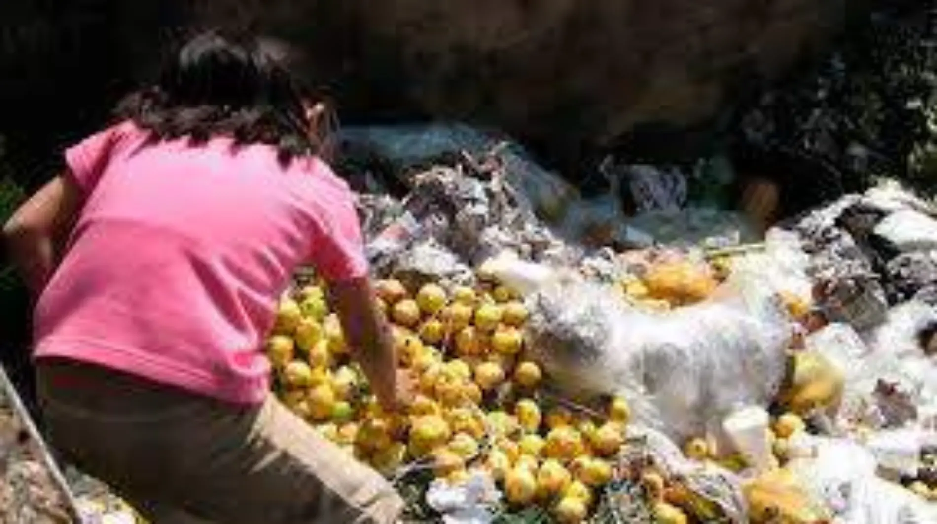 alimentos