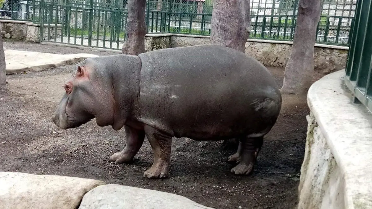 01-12-2020-HIPOPOTAMO