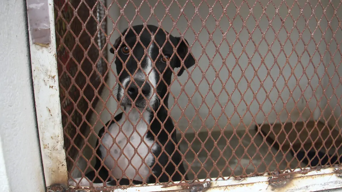 CentroSaludAnimal058