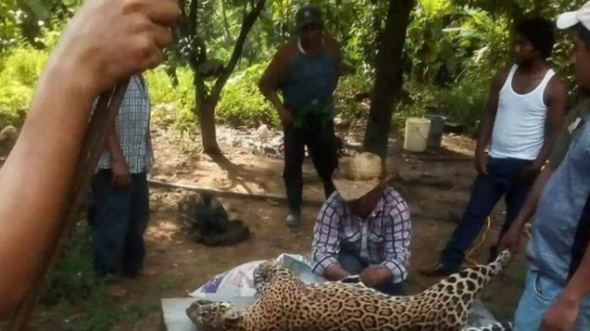 Jaguar-redessociodigitales