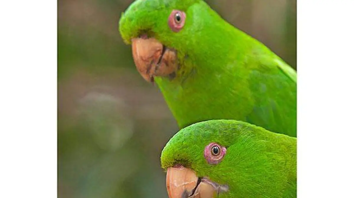 Pericos