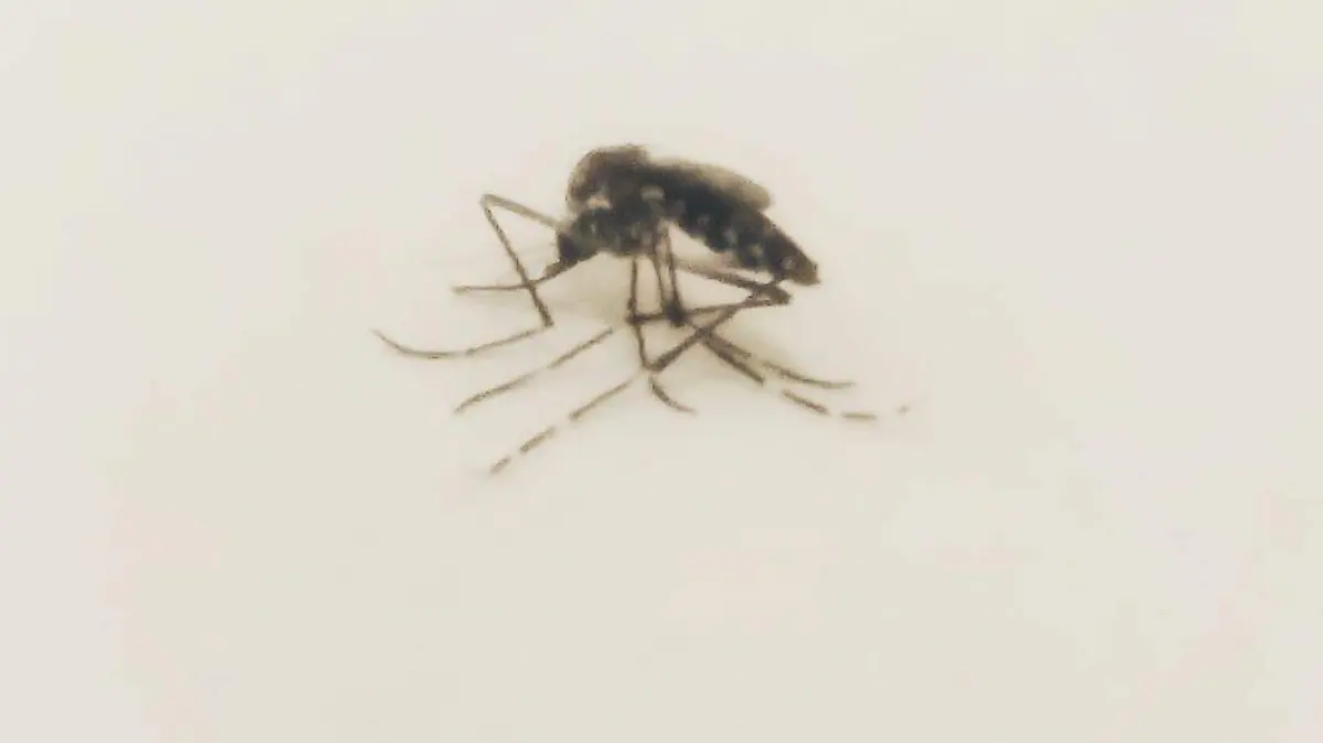 dengue