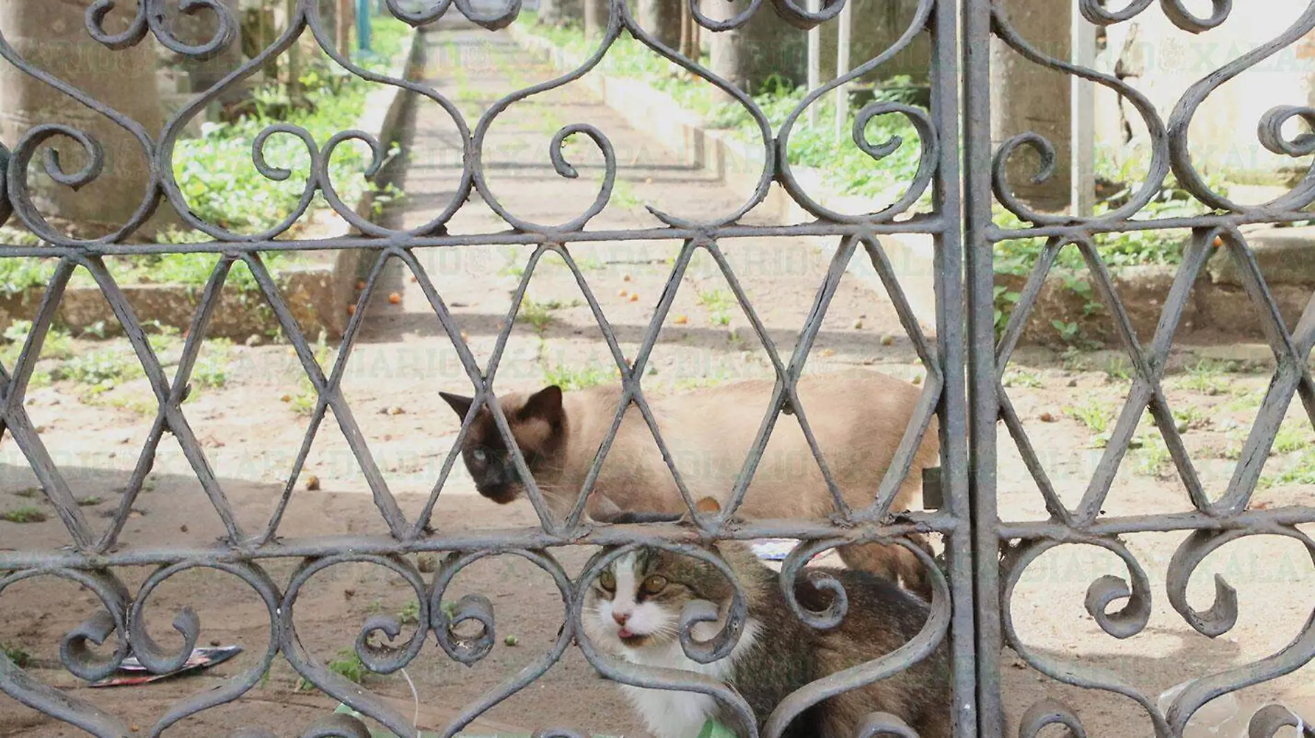 Mascotas-abandonadas-en-el-panteon