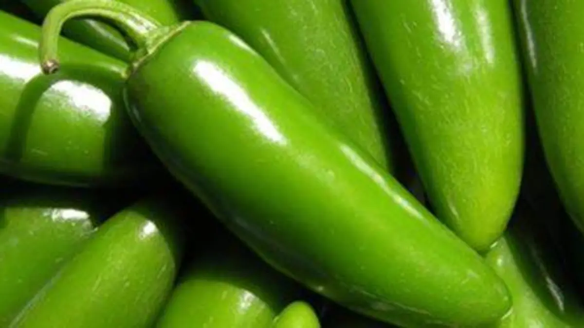 Chile-Jalapeno--Chili--Variedad--Verde-155