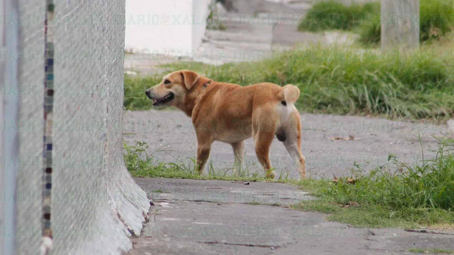 2-Perros-callejeros-aumentaron-durante-la-pandemia