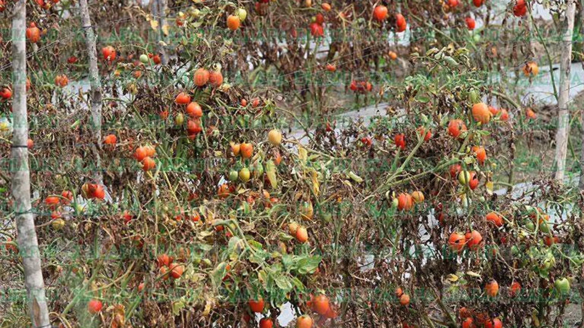 Plantacion-Tomate