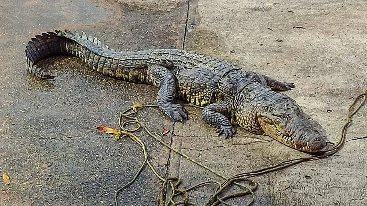 cocodrilo Coatza