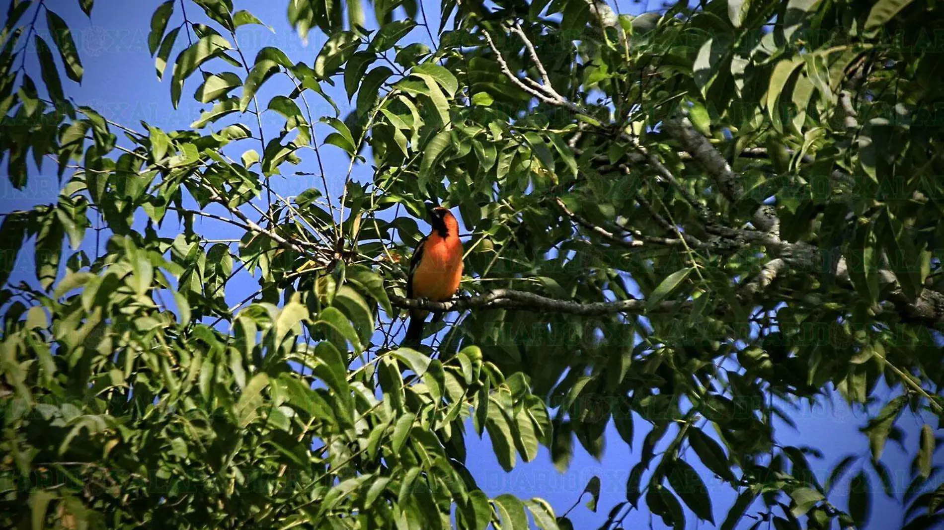 2-RC-Pajaritos-Chavarrillo