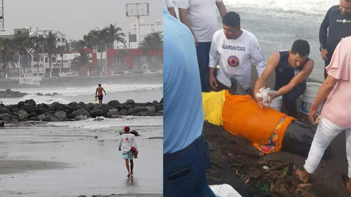 Delfin en Veracruz