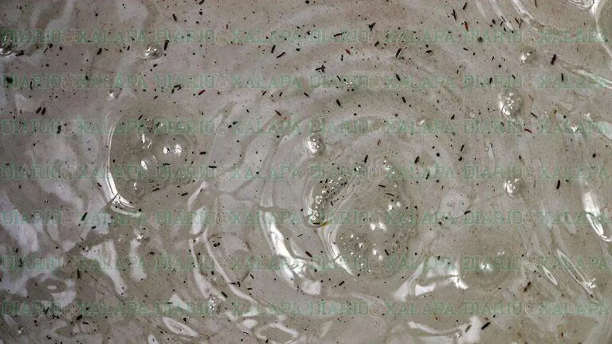 Zika