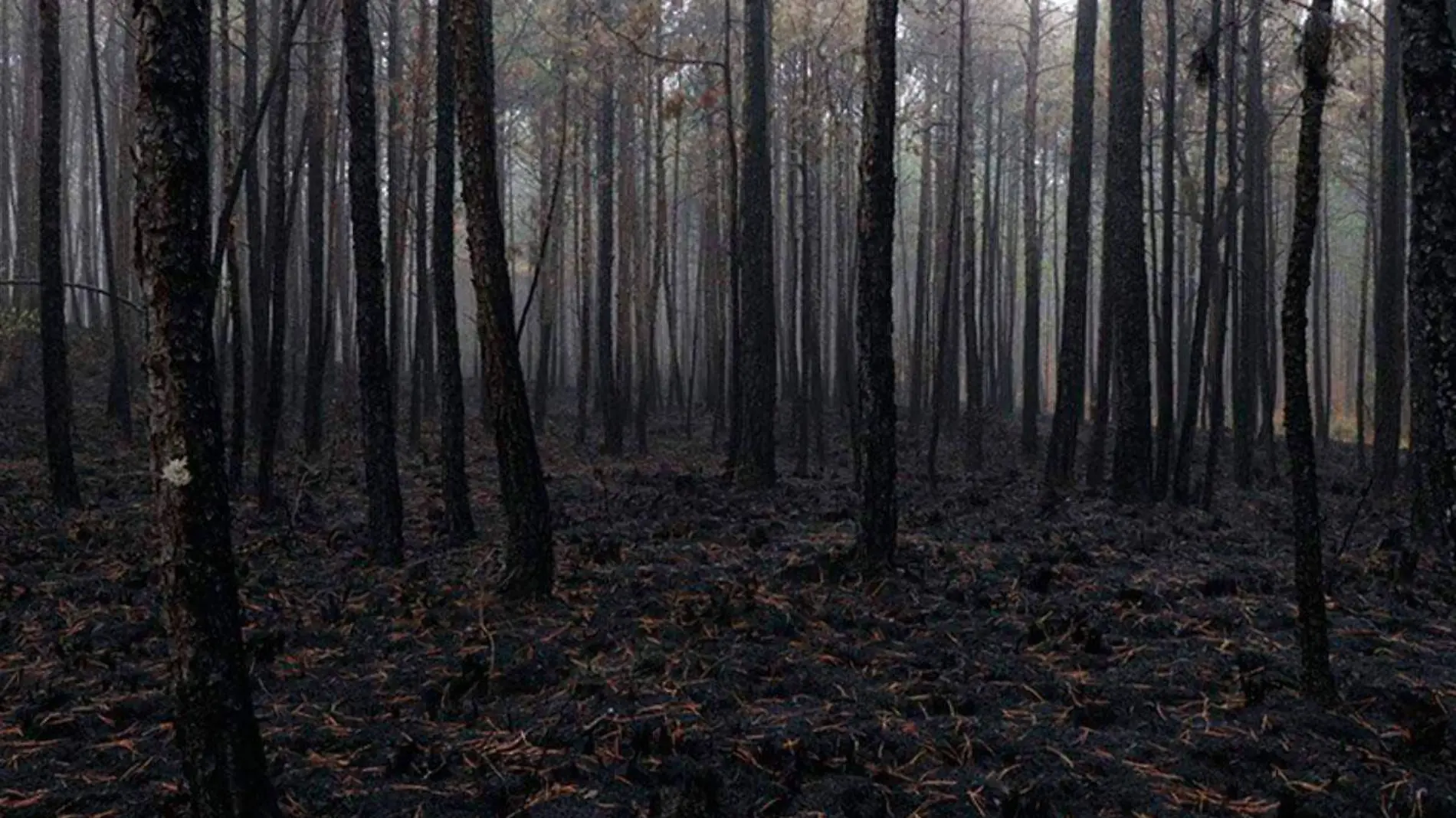 Temporada-de-incendios-forestales