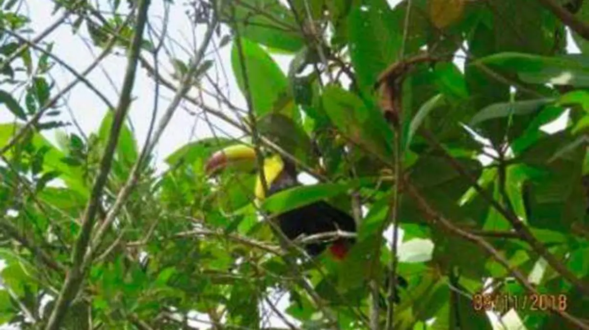 tucan11