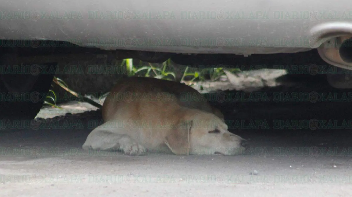 Perros-callejeros-aumentaron-durante-la-pandemia