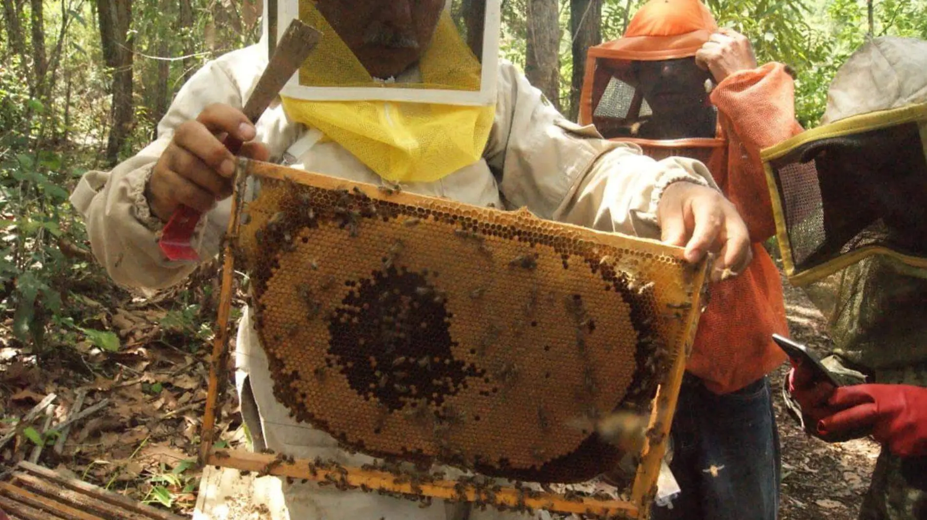 cortesia-Fortunato-Ruiz-ABEJAS