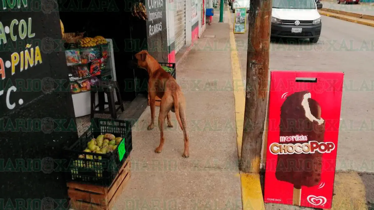perros1