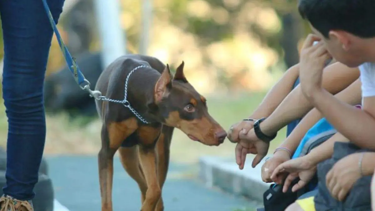 09-11-2020-PERRO