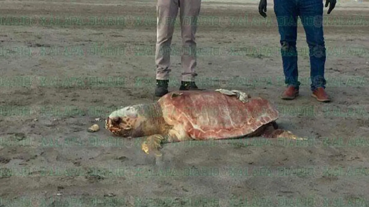 tortuga