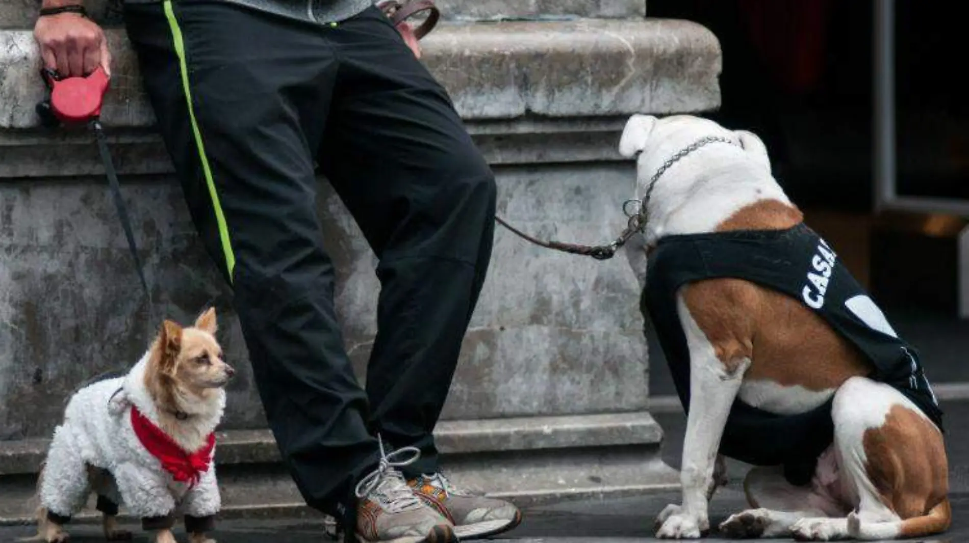 perros-frio-CUARTOSCURO