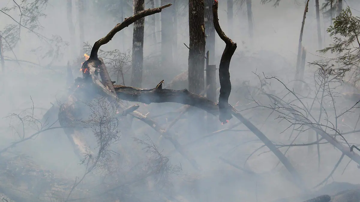 forest-fire-ga255455c7_1920