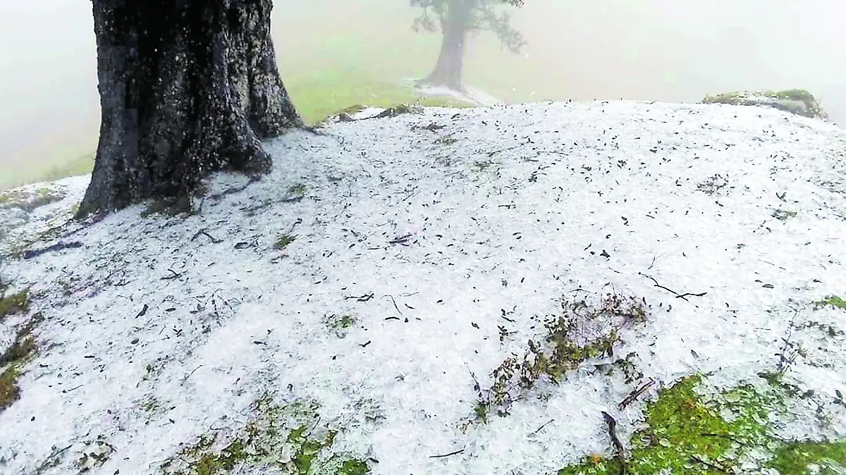 Tejocotal Tonayan_CMYK