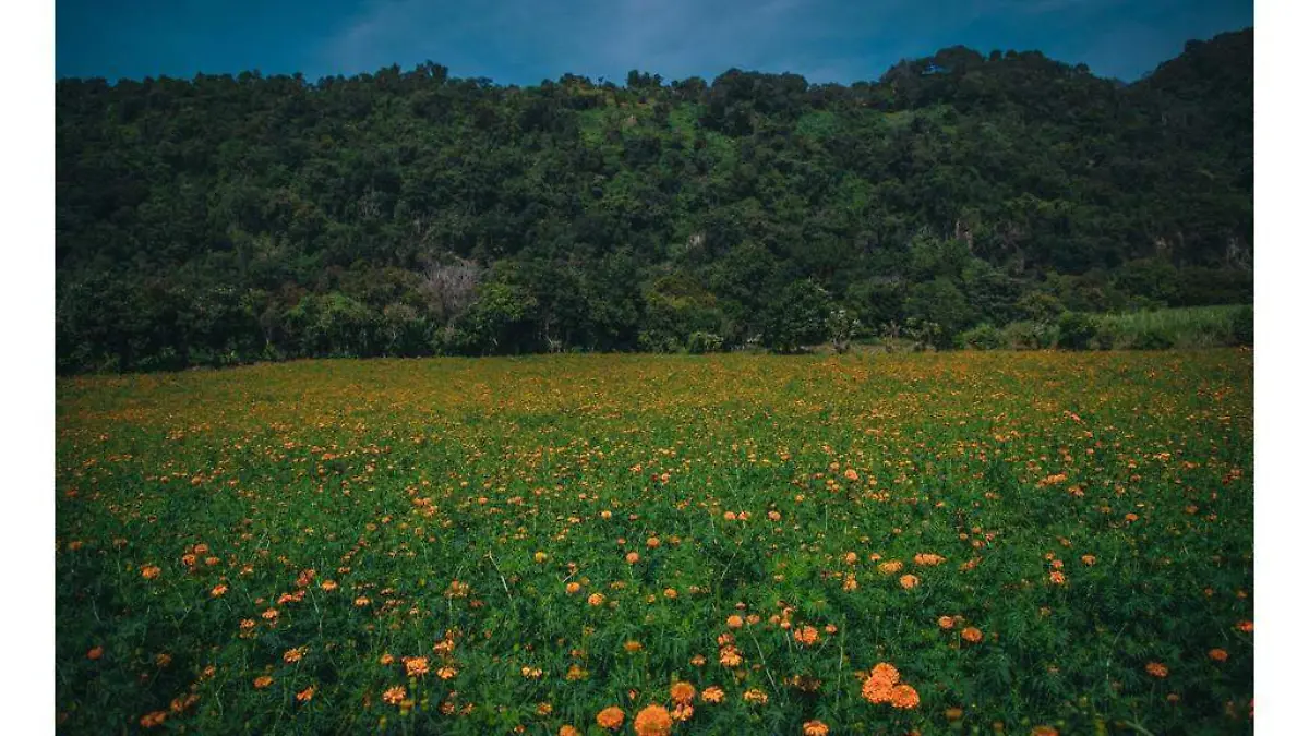 Flor de cempasúchil