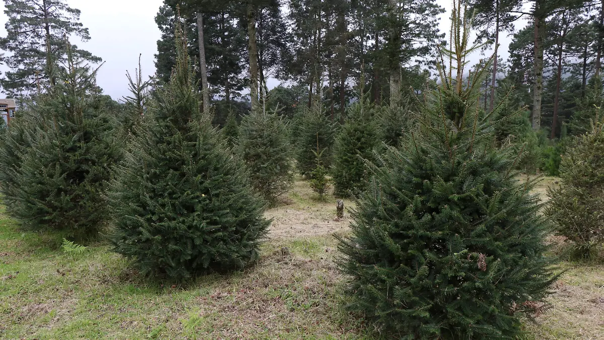 PinosNavideños5090
