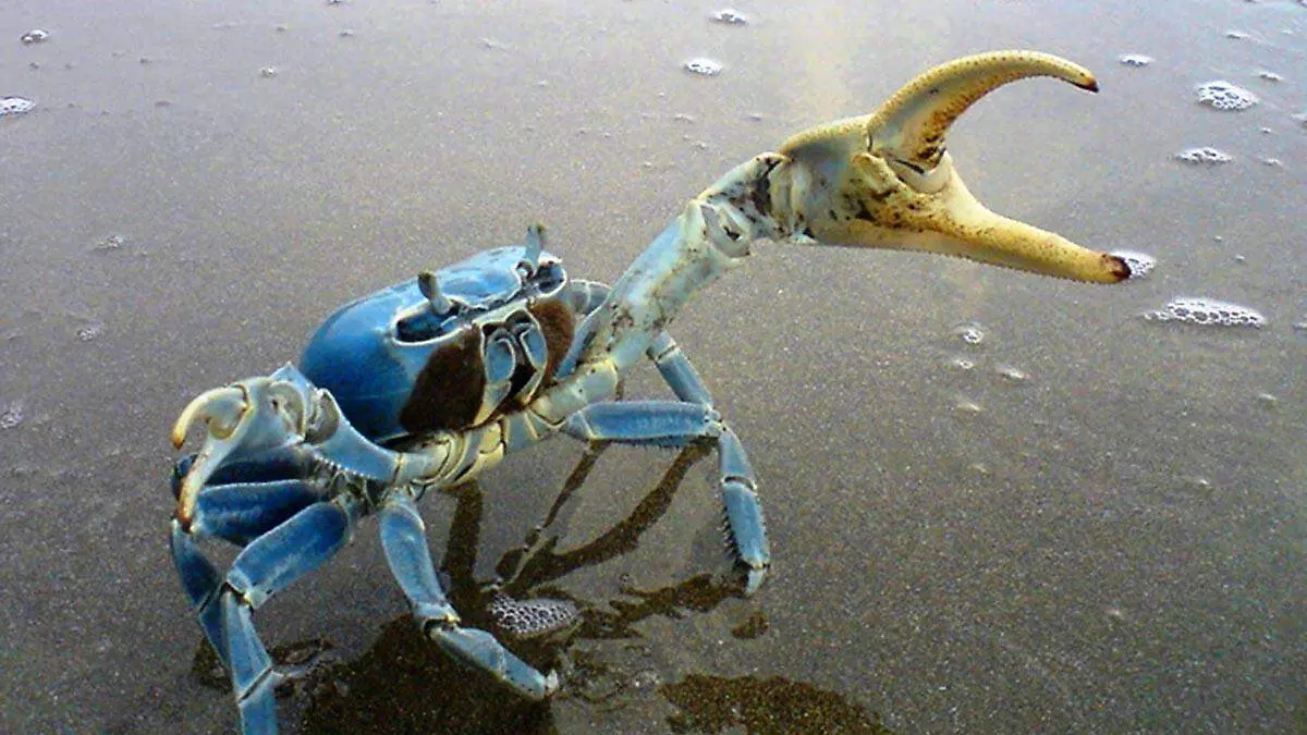 cangrejo azul1