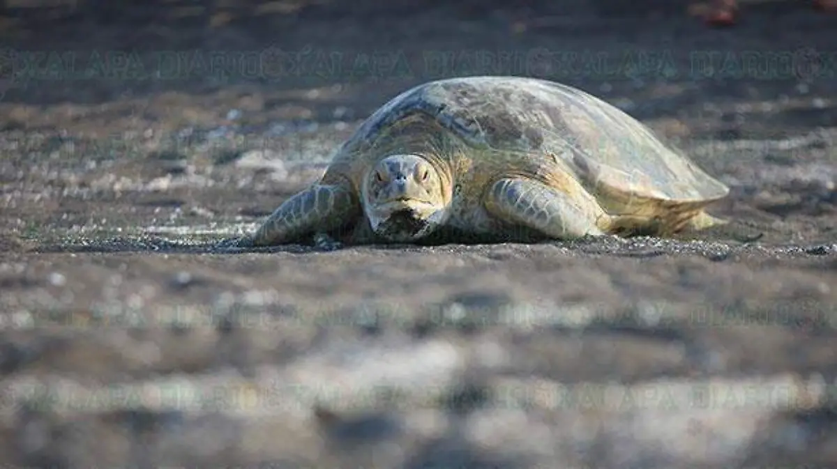 TORTUGUITA