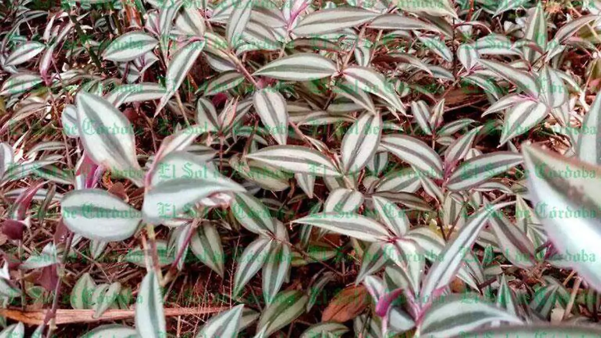 Planta-03
