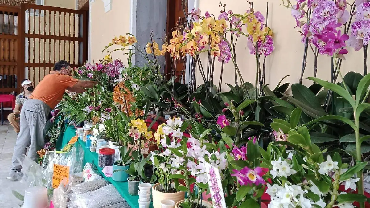 Orquídea