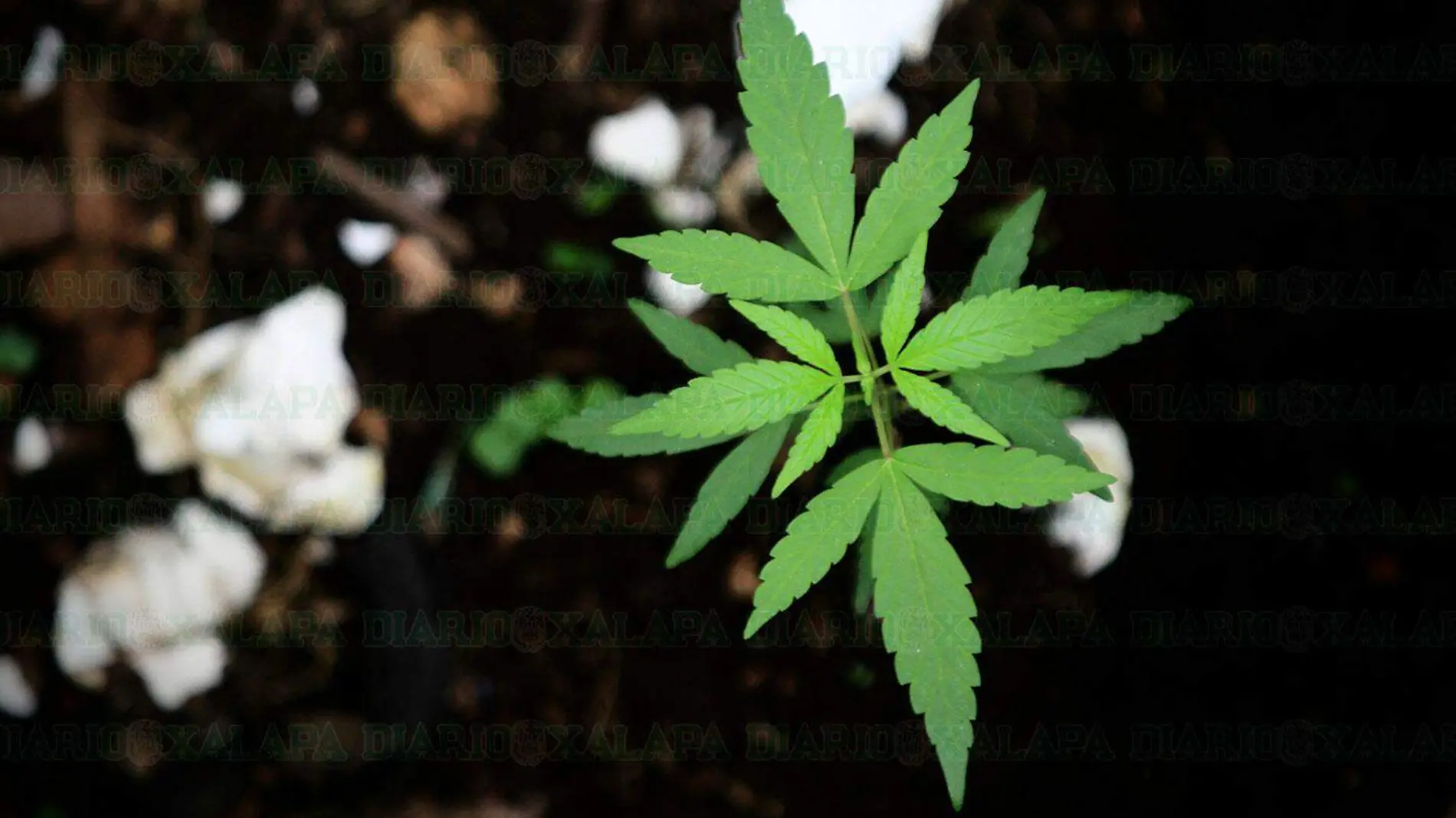 2-SCJN-pone-fin-a-la-prohibicion-absoluta-de-la-marihuana-en-su-uso-ludico