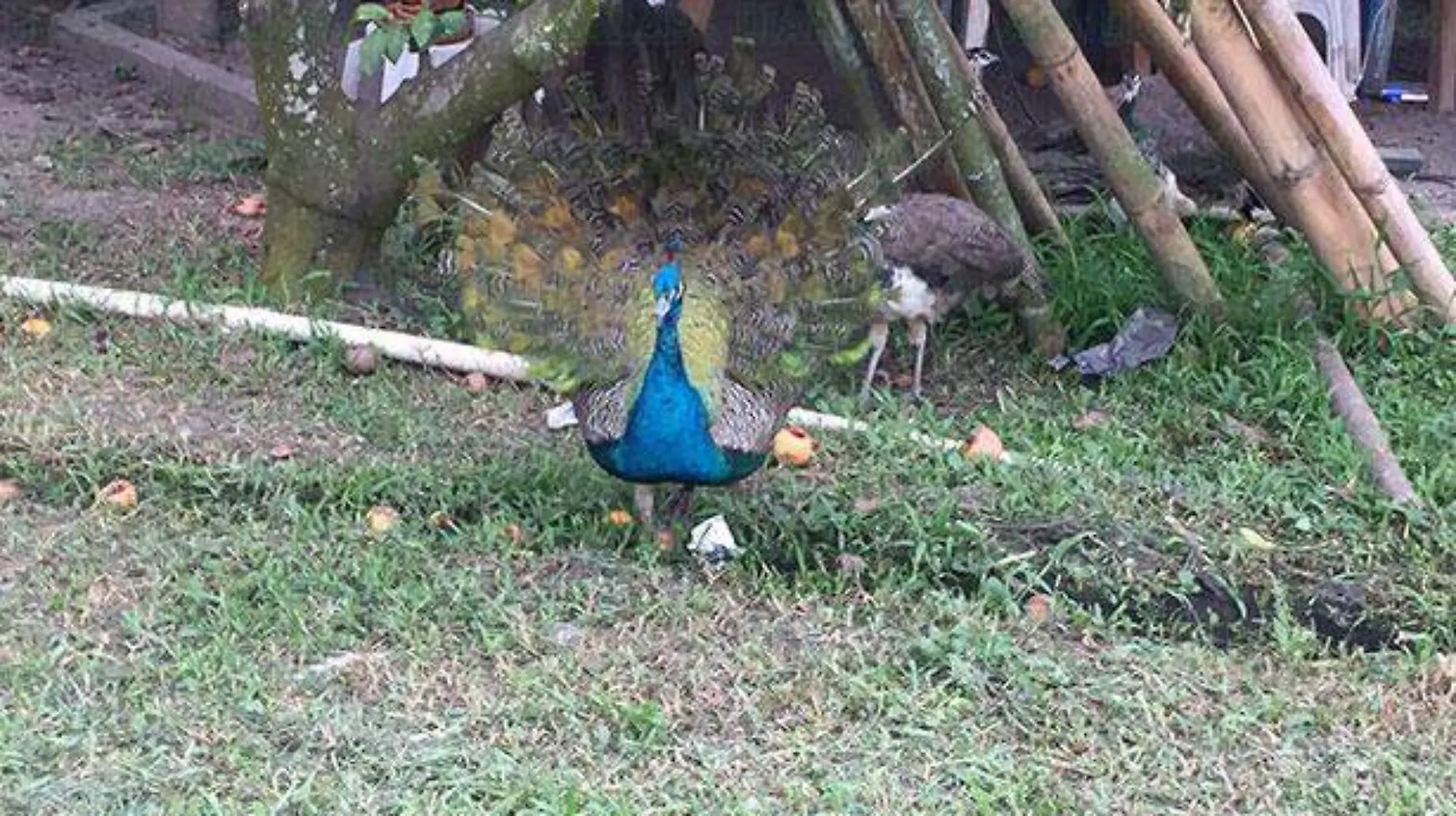 PAVO1