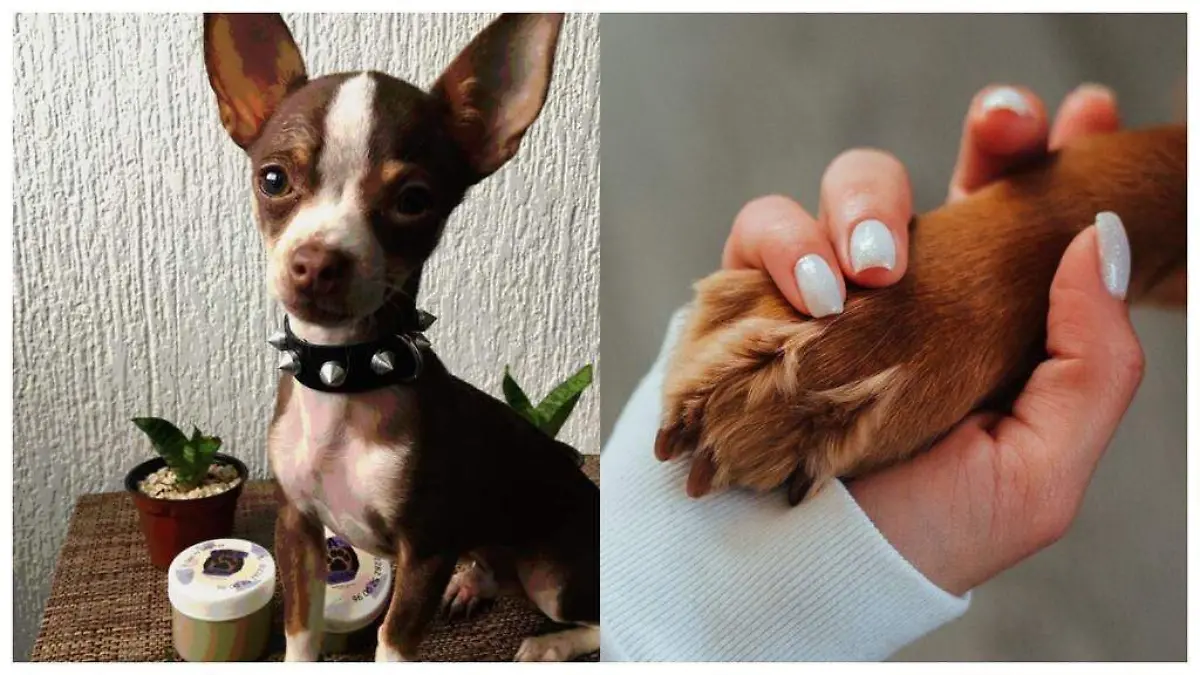 Negocio de perrito de Xalapa