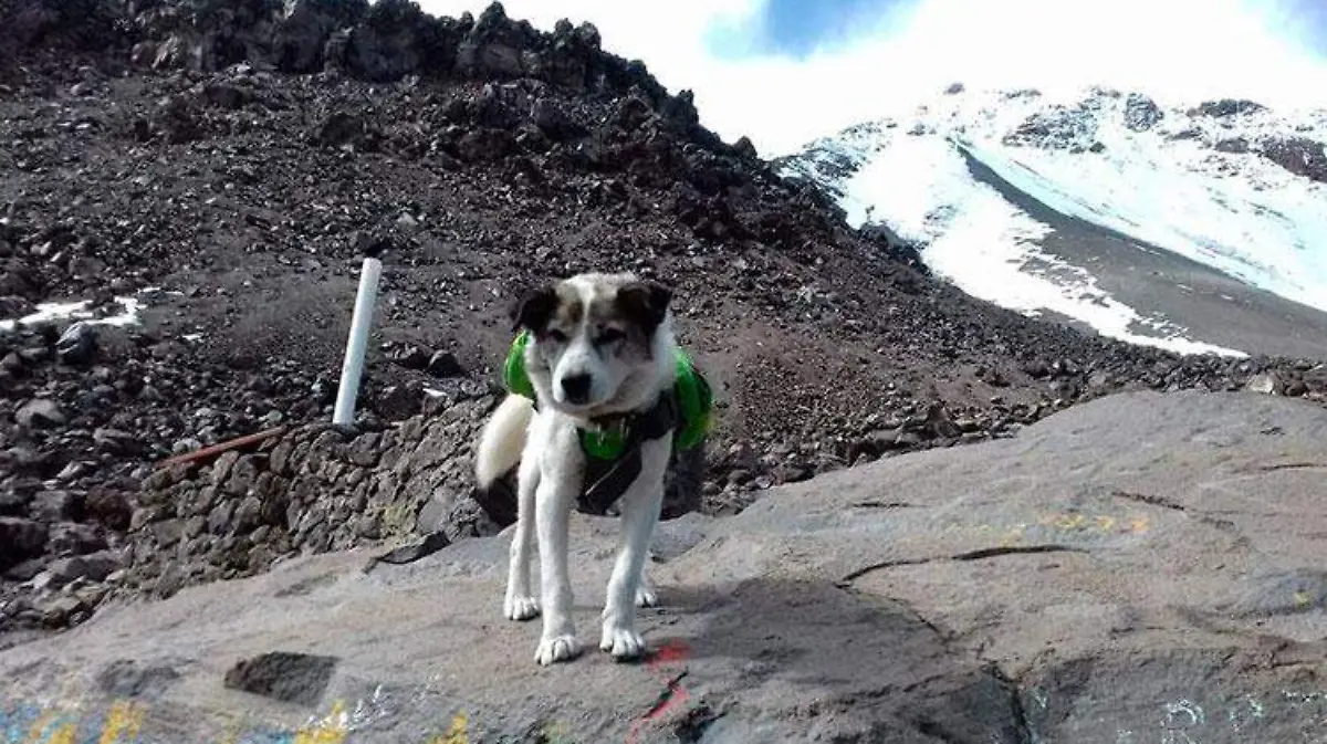 perro-citla-picodeorizaba