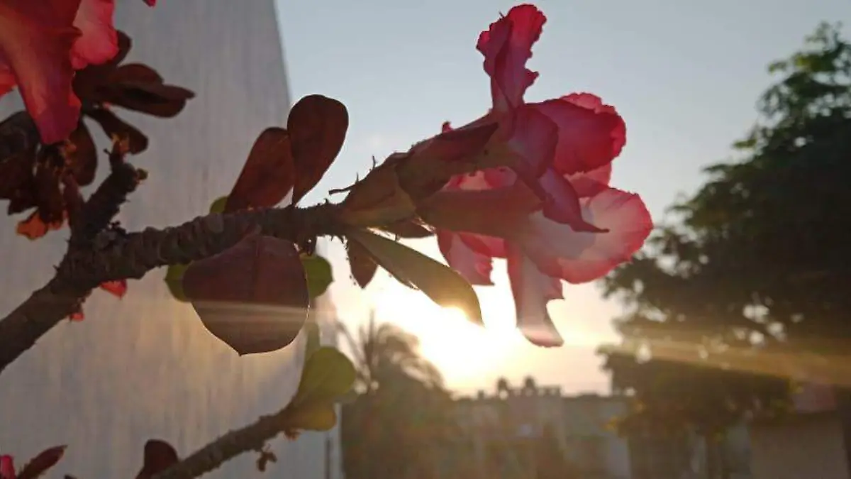 flor sol