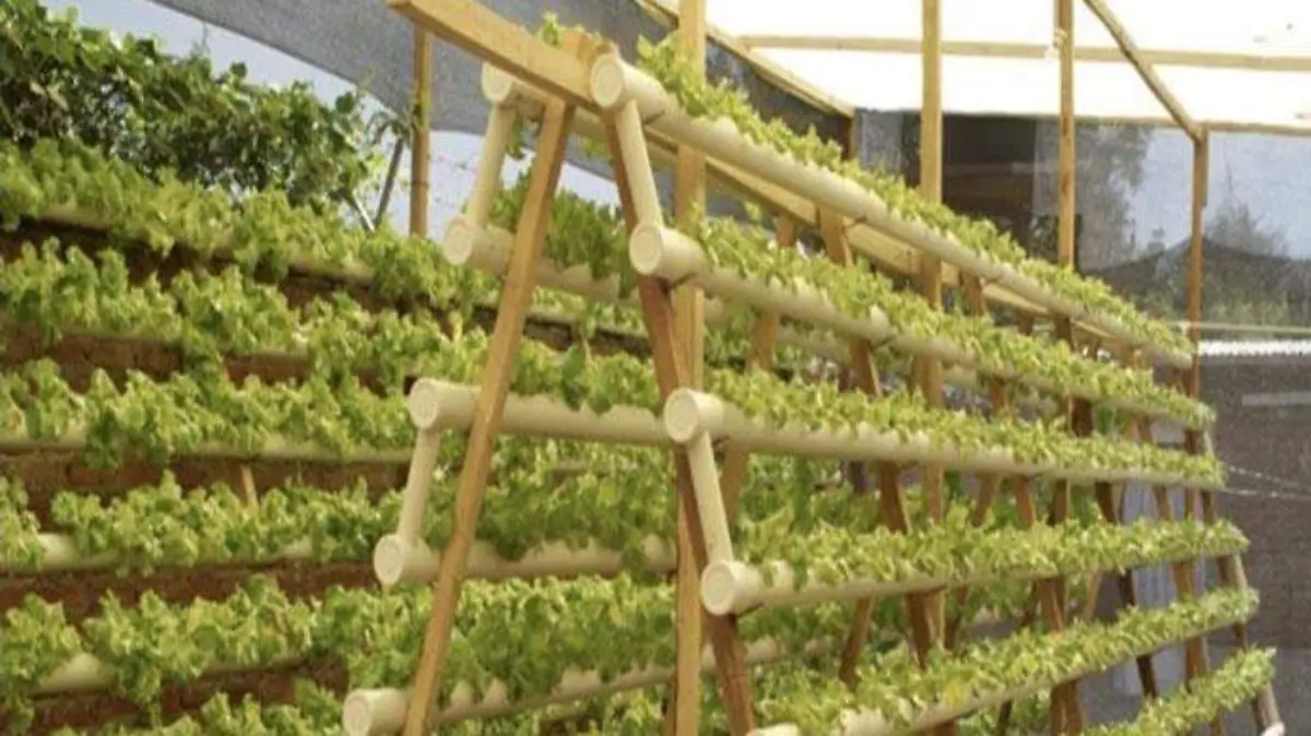 Cultivo hidropónico