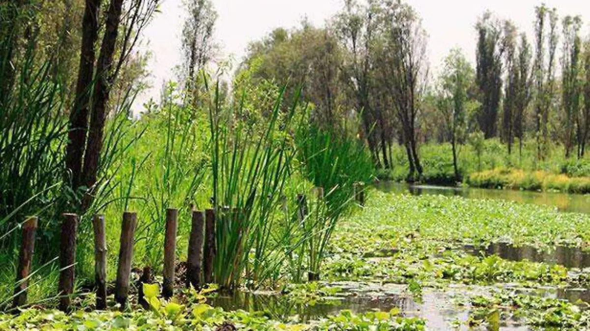 CHINAMPA