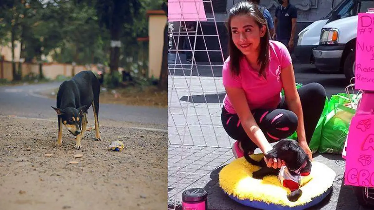 perros callejeros