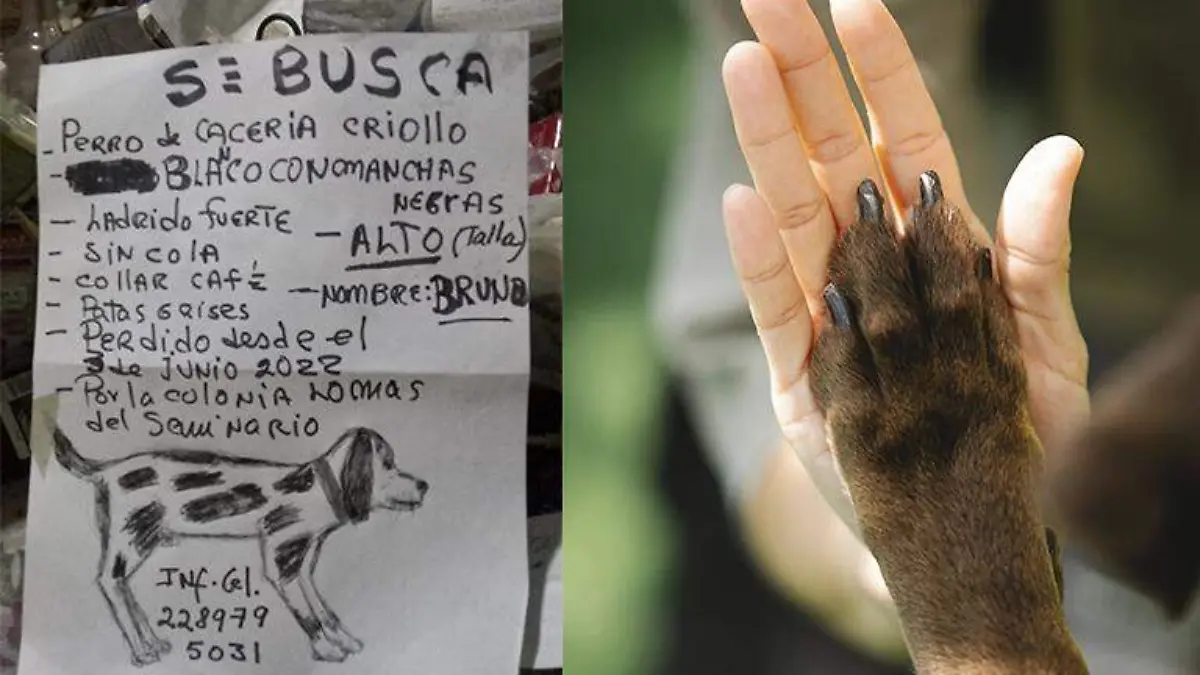 perrito extraviado