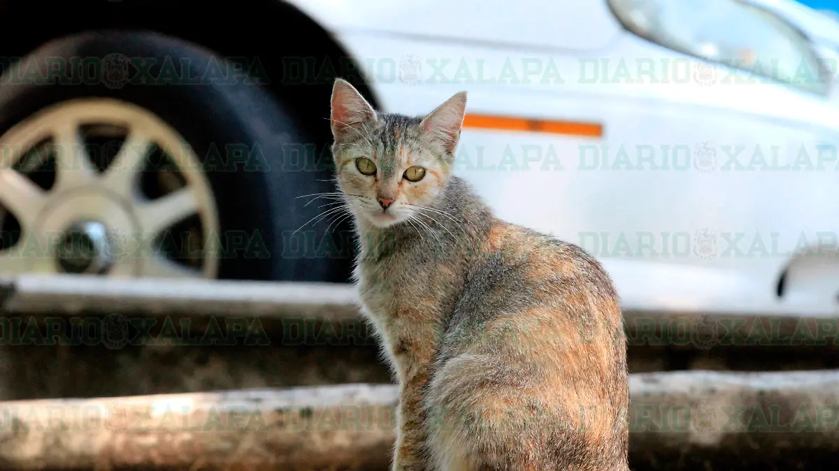 gatos
