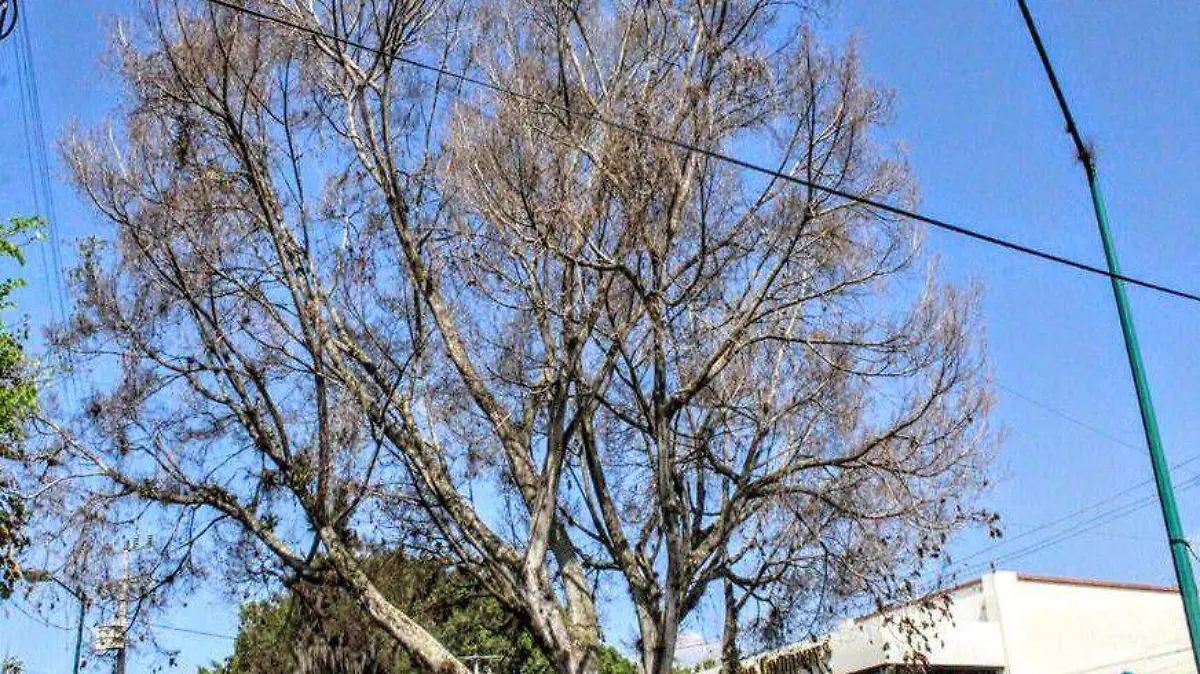 arbol (1)