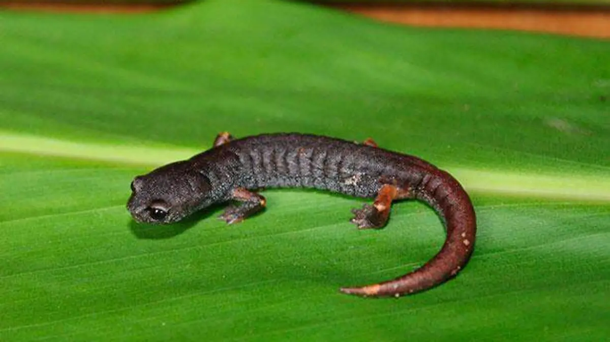 Invivo