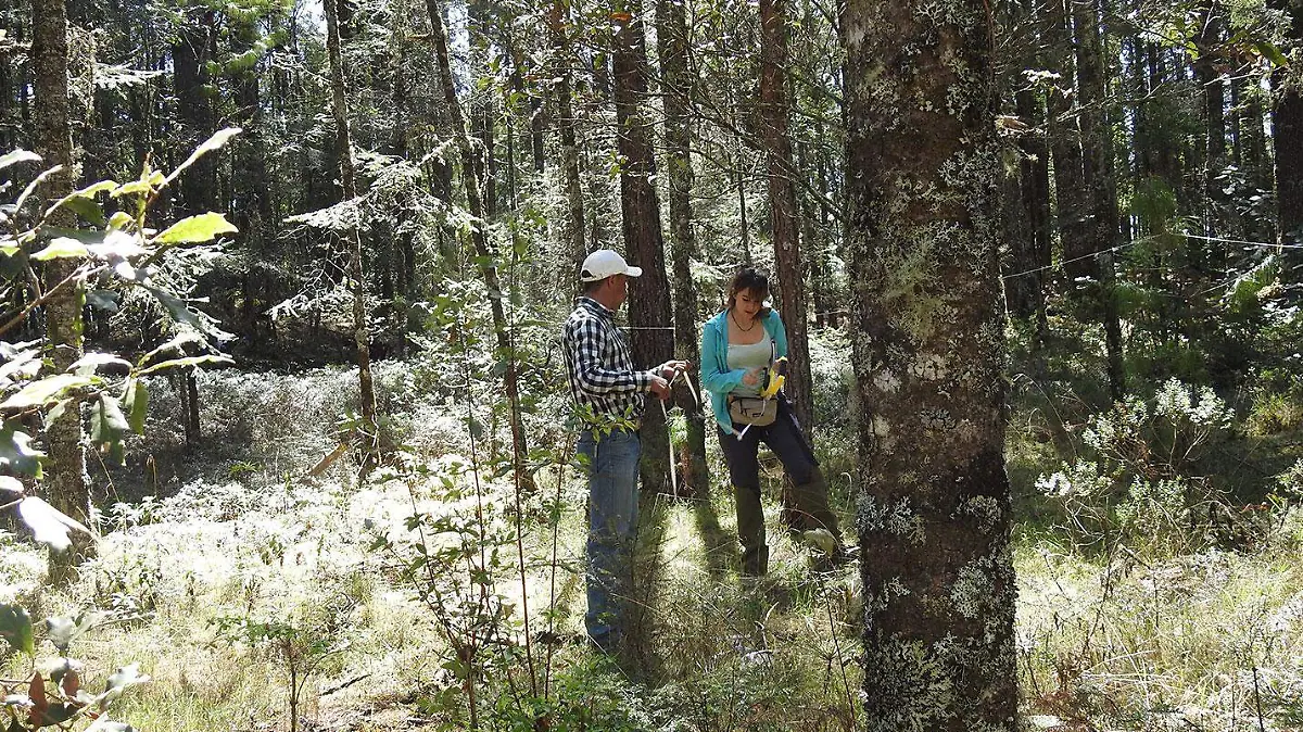 Se-ha-ido-perdiendo-la-cobertura-forestal-endemica-en-Veracruz