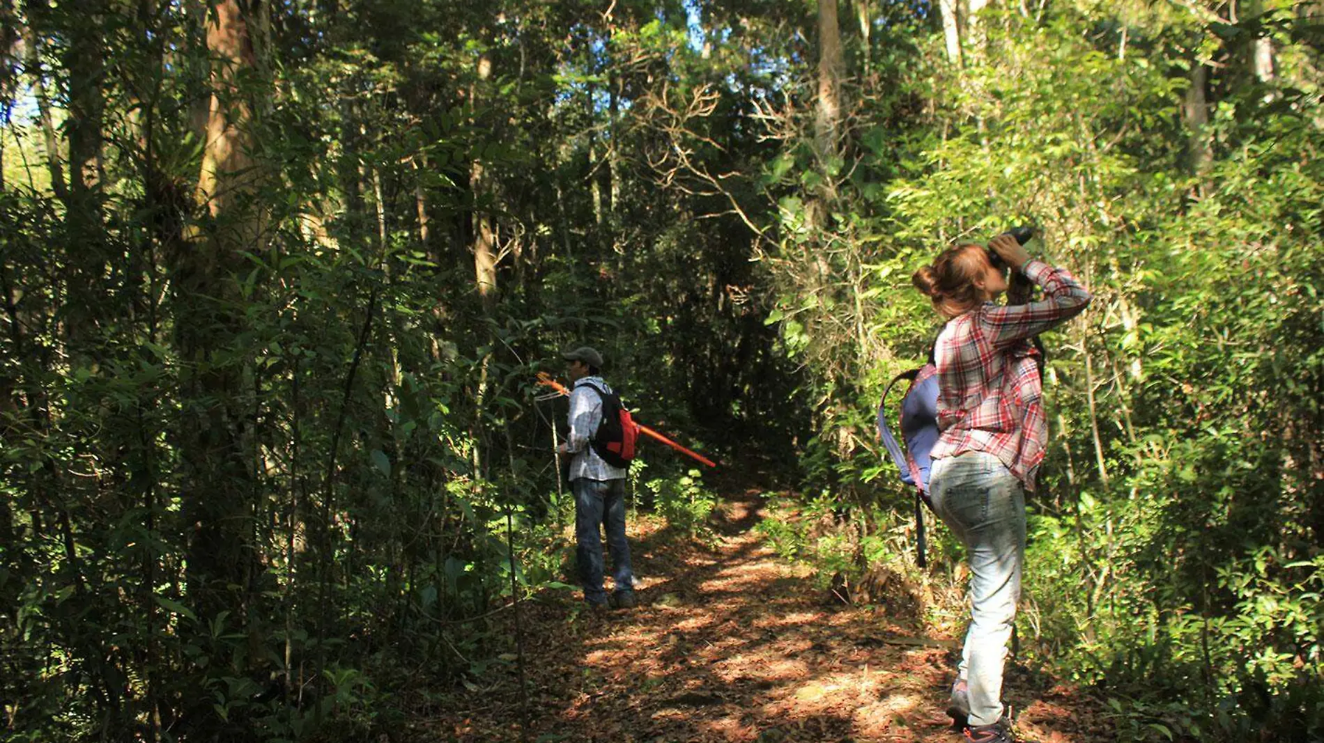 3-Se-ha-ido-perdiendo-la-cobertura-forestal-endemica-en-Veracruz